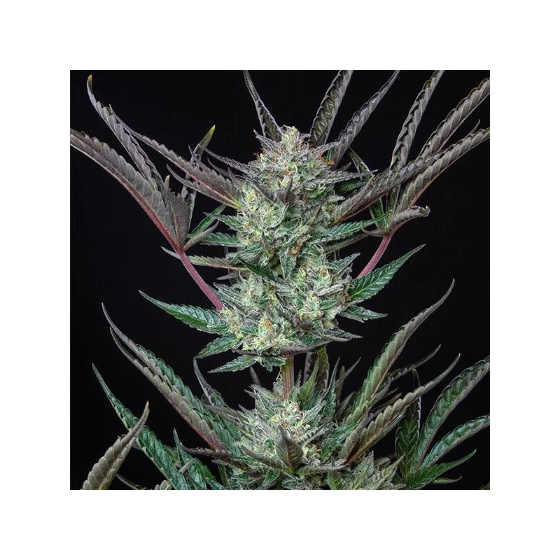 Semi collezione Purple Punch automatici o autofiorenti 3semi