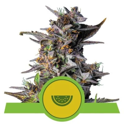 Semi Cannabis Watermelon automatici o autofiorenti Marijuana