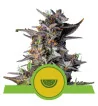 Semi Cannabis Watermelon automatici o autofiorenti Marijuana