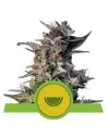 Semi Cannabis Watermelon automatici o autofiorenti Marijuana