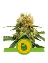 Semi Cannabis Do-Si-Dos automatici o autofiorenti Marijuana