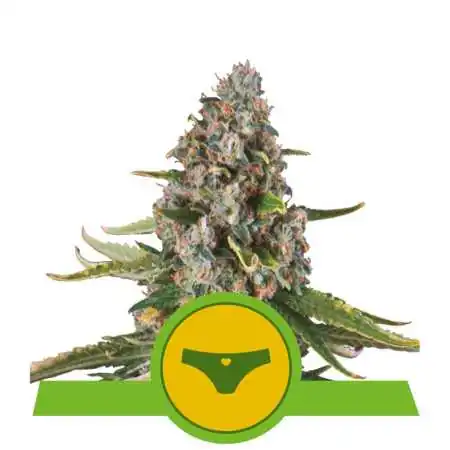 Semi Cannabis Sherbet Queen automatici o autofiorenti Marijuana