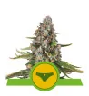 Semi Cannabis Sherbet Queen automatici o autofiorenti Marijuana