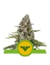 Semi Cannabis Sherbet Queen automatici o autofiorenti Marijuana