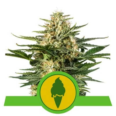 Semi Cannabis Green Gelato automatici o autofiorenti Marijuana