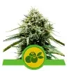 Semi Cannabis Mimosa automatici o autofiorenti THC