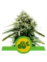 Semi Cannabis Mimosa automatici o autofiorenti THC
