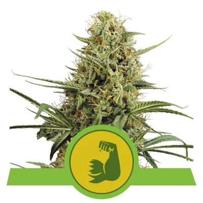 Semi Cannabis HulkBerry automatici o autofiorenti Marijuana