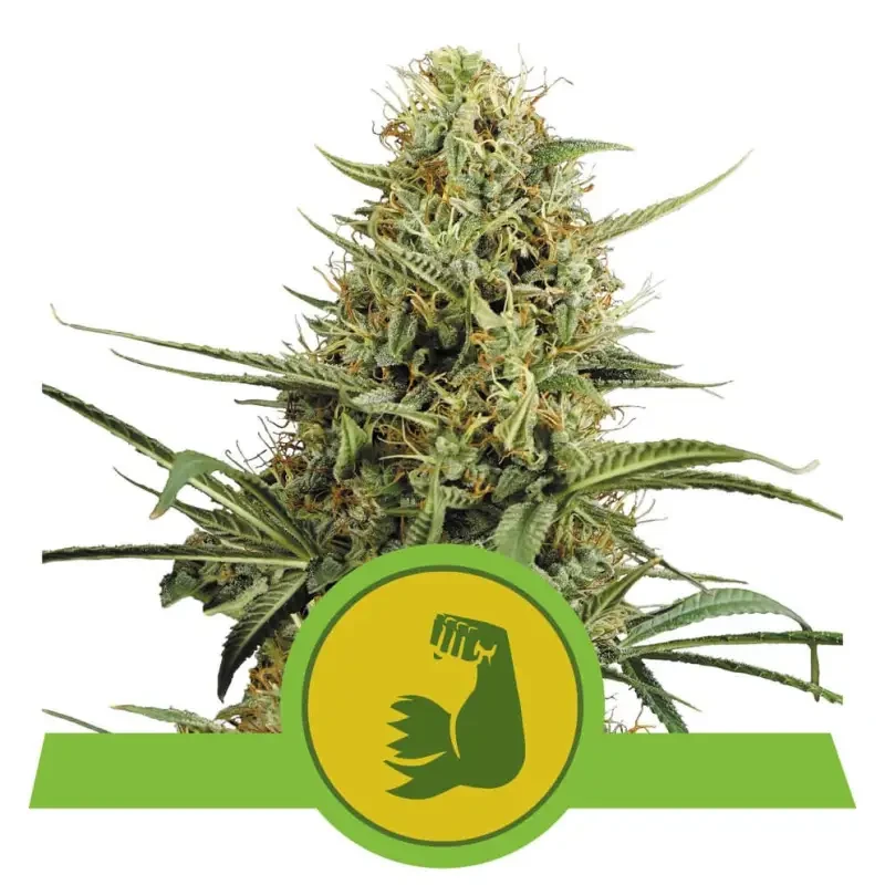 Semi Cannabis HulkBerry automatici o autofiorenti Marijuana