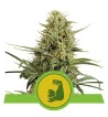Semi Cannabis HulkBerry automatici o autofiorenti Marijuana