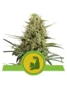 Semi Cannabis HulkBerry automatici o autofiorenti Marijuana