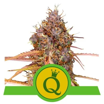 Semi Cannabis Purple Queen automatici o autofiorenti Marijuana