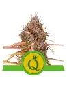 Semi Cannabis Purple Queen automatici o autofiorenti Marijuana