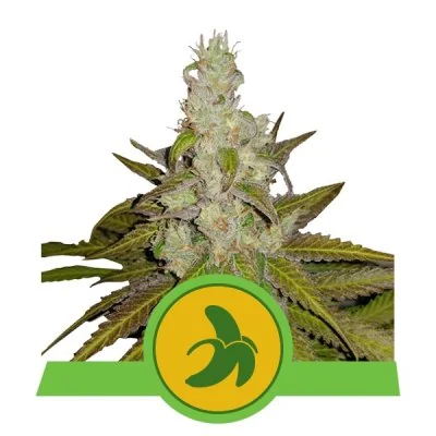 Semi Cannabis Fat Banana automatici o autofiorenti Marijuana