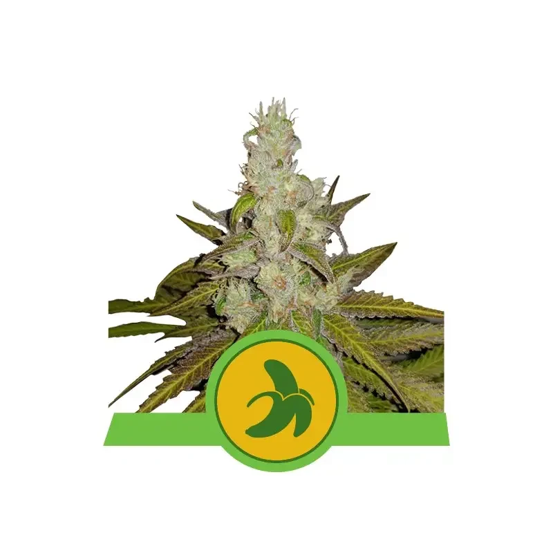 Semi Cannabis Fat Banana automatici o autofiorenti Marijuana