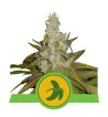 Semi Cannabis Fat Banana automatici o autofiorenti Marijuana
