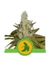 Semi Cannabis Fat Banana automatici o autofiorenti Marijuana