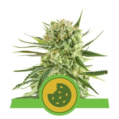Semi Cannabis Royal Cookies automatici o autofiorenti Marijuana