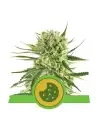 Semi Cannabis Royal Cookies automatici o autofiorenti Marijuana