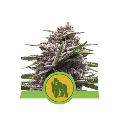 Semi Cannabis Royal Gorilla automatici o autofiorenti Marijuana