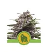 Semi Cannabis Royal Gorilla automatici o autofiorenti Marijuana
