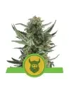 Semi Cannabis Royal Dwarf automatici o autofiorenti Marijuana