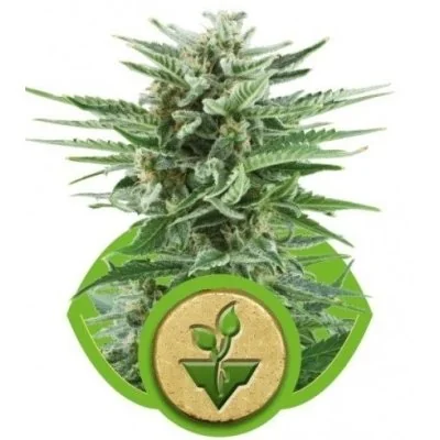 Semi Cannabis Easy Bud automatici o autofiorenti Marijuana