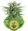 Semi Cannabis Easy Bud automatici o autofiorenti Marijuana Semi Cannabis Easy Bud automatici o autofiorenti Marijuana