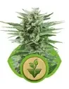 Semi Cannabis Easy Bud automatici o autofiorenti Marijuana