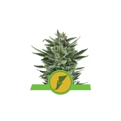 Semi Cannabis Quick One automatici o autofiorenti Marijuana