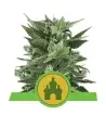 Semi Cannabis Royal Kush automatici o autofiorenti Marijuana