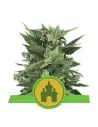 Semi Cannabis Royal Kush automatici o autofiorenti Marijuana