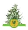 Semi Cannabis Royal Critical automatici o autofiorenti Marijuana