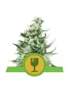 Semi Cannabis Royal Critical automatici o autofiorenti Marijuana