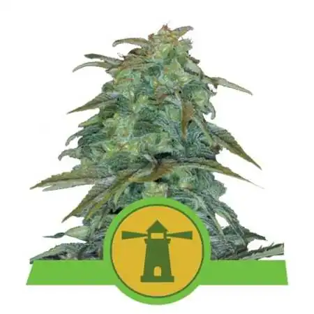 Semi Cannabis Royal Haze automatici o autofiorenti Marijuana