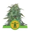 Semi Cannabis Royal Haze automatici o autofiorenti Marijuana