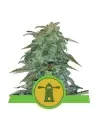 Semi Cannabis Royal Haze automatici o autofiorenti Marijuana