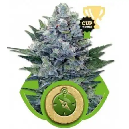 Semi Cannabis Northern Light automatici o autofiorenti Marijuana