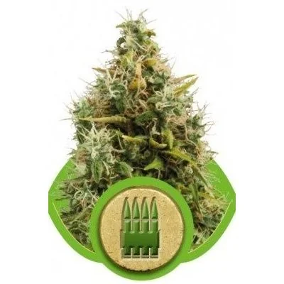 Semi Cannabis Royal AK automatici o autofiorenti Marijuana