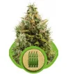 Semi Cannabis Royal AK automatici o autofiorenti Marijuana