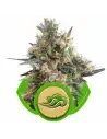 Semi Cannabis Royal Bluematic automatici o autofiorenti Marijuana