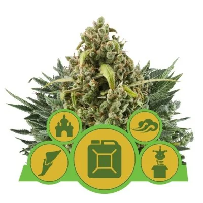 Semi Cannabis Autofiorenti Miscela automatici Marijuana
