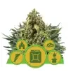 Semi Cannabis Autofiorenti Miscela automatici Marijuana