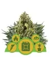 Semi Cannabis Autofiorenti Miscela automatici Marijuana