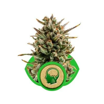 Semi Cannabis Amnesia Haze automatici o autofiorenti Marijuana