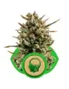 Semi Cannabis Amnesia Haze automatici o autofiorenti Marijuana