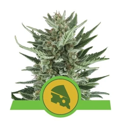 Semi Cannabis Royal Cheese automatici o autofiorenti Marijuana