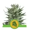 Semi Cannabis Royal Cheese automatici o autofiorenti Marijuana