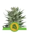 Semi Cannabis Royal Cheese automatici o autofiorenti Marijuana