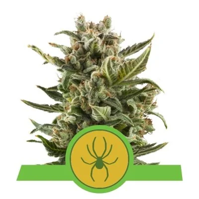 Semi Cannabis White Widow automatici o autofiorenti Marijuana